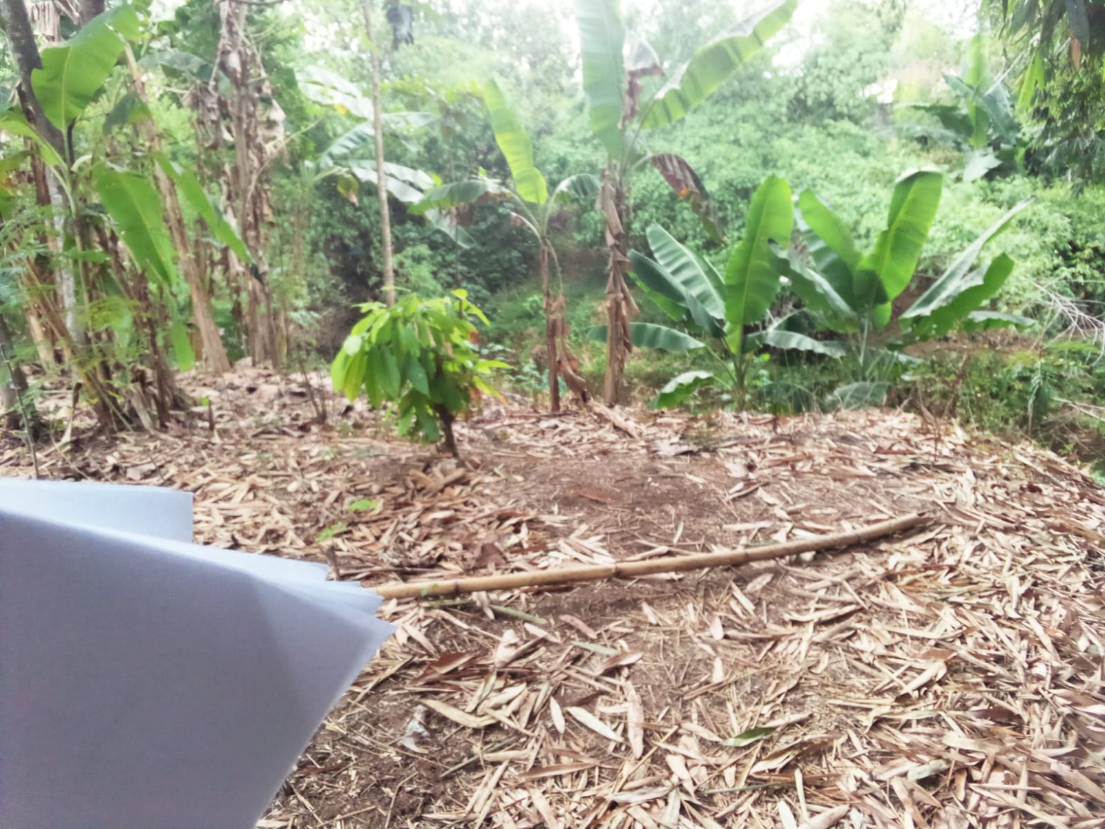 DIJUAL TANAH PEKARANGAN PILANGKENCENG MADIUN