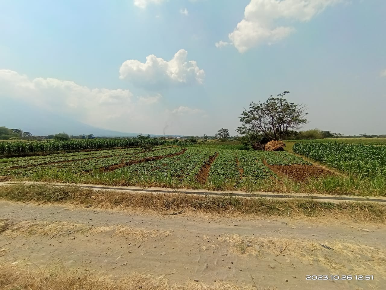 DIJUAL TANAH SAWAH PANEKAN MAGETAN