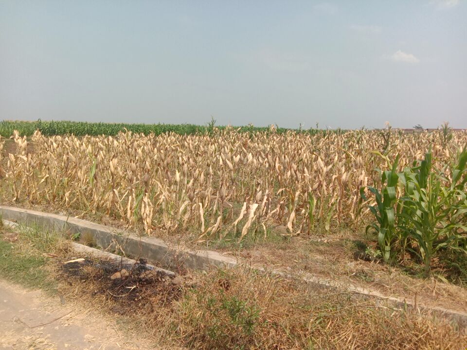 DIJUAL TANAH SAWAH PANEKAN MAGETAN