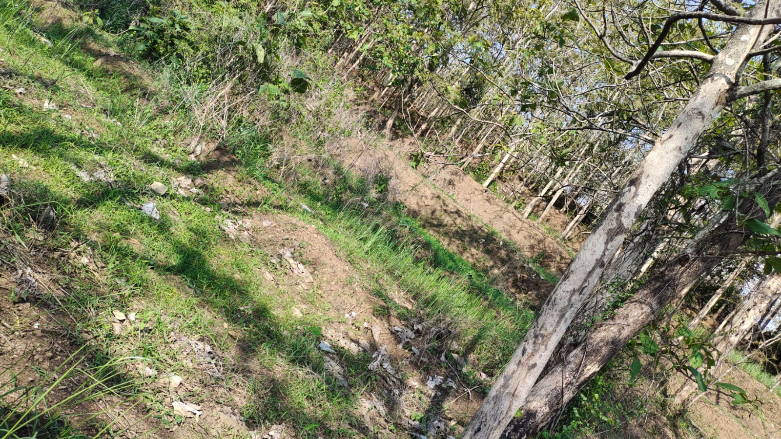 DIJUAL TANAH PEKARANGAN DI MEJAYAN