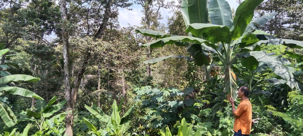 DIJUAL TANAH PEKARANGAN SULUK DOLOPO