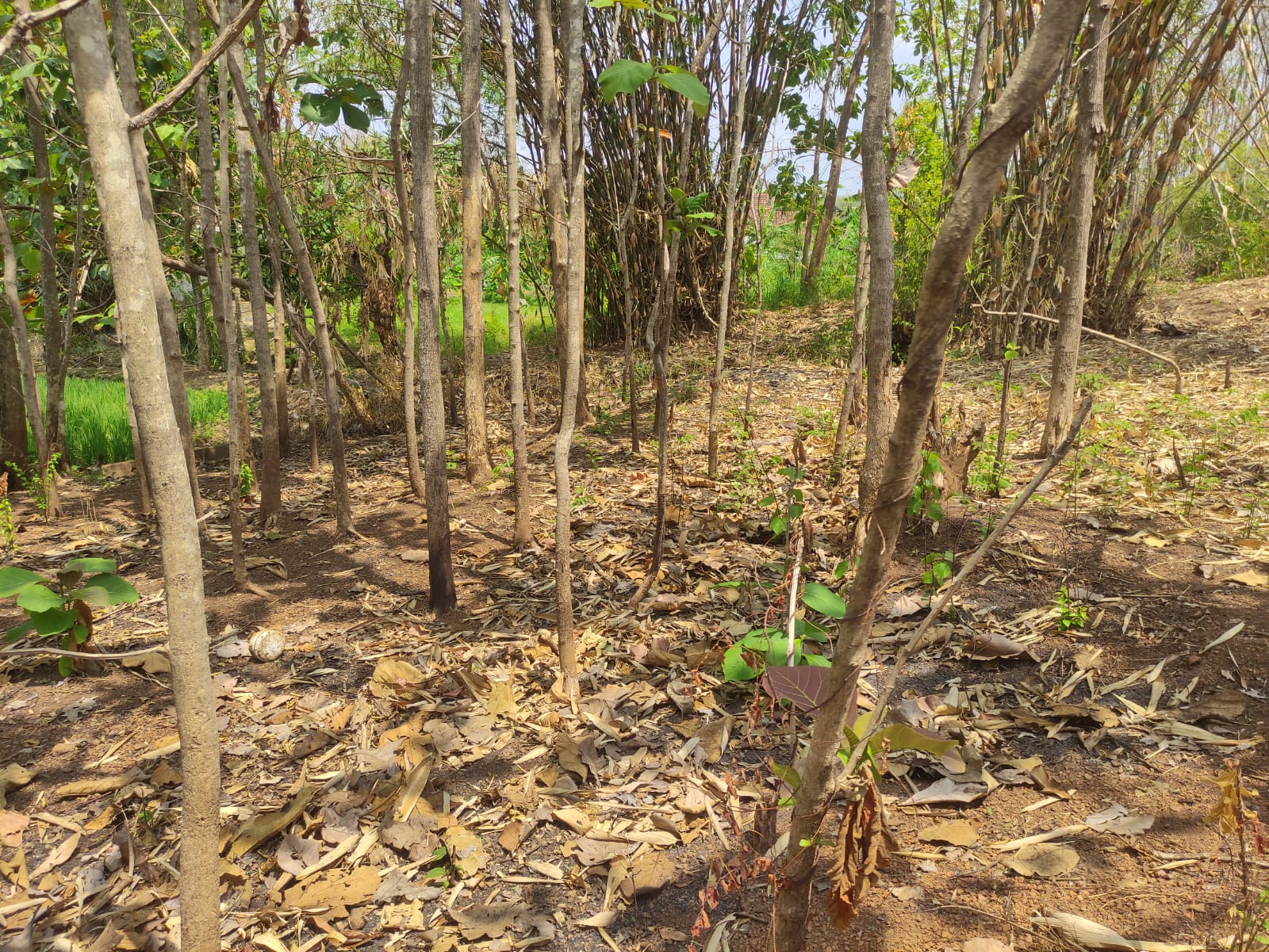 DIJUAL TANAH PEKARANGAN WUNGU MADIUN