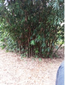 DIJUAL TANAH PEKARANGAN.