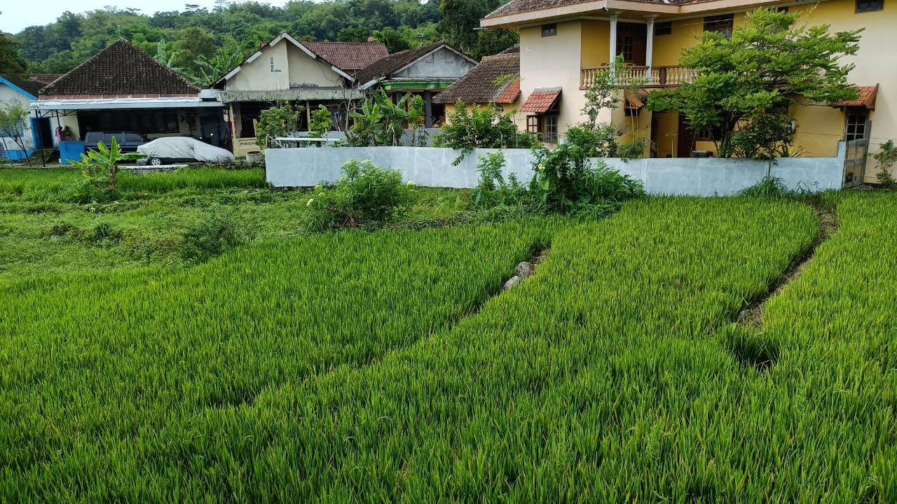 DIJUAL TANAH SAWAH DEKAT JALAN RAYA